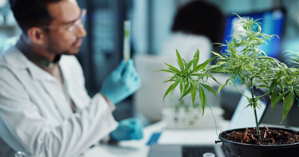 Cientistas estudam o uso da Cannabis no Brasil e suas possíveis aplicações.