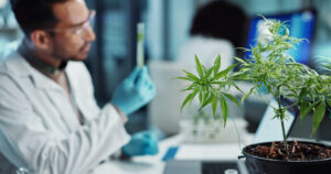 Cientistas estudam o uso da Cannabis no Brasil e suas possíveis aplicações.